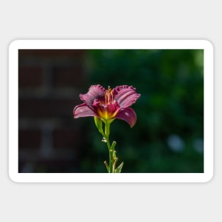 Day Lily Portrait Sticker